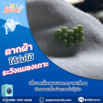 ขนลุกซู่! เจอ “ไข่แมลงสีเขียว” ติดเสื้อผ้า ภัยเงียบจากการตากผ้าใต้ต้นไม้ที่หลายคนมองข้าม