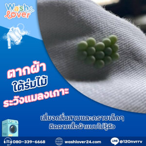 ตากผ้าใต้ร่มไม้ระวังแมลงเกาะ เสี่ยงกลิ่นสาบและคราบเล็กๆ ติดตามเสื้อผ้าแบบไม่รู้ตัว